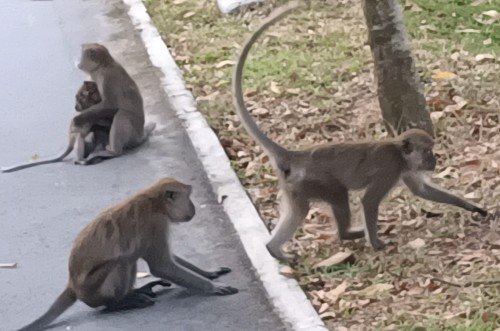 Long-tailed macaque monkeys at Punggol.